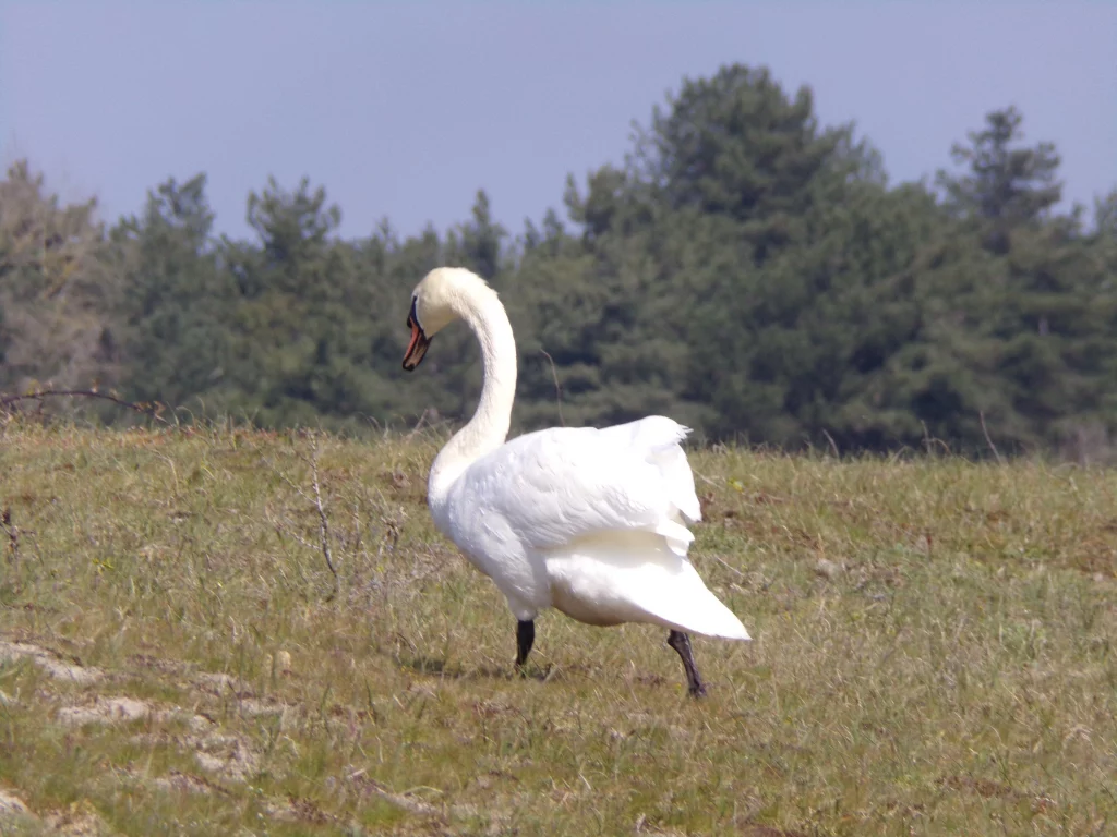 cygne