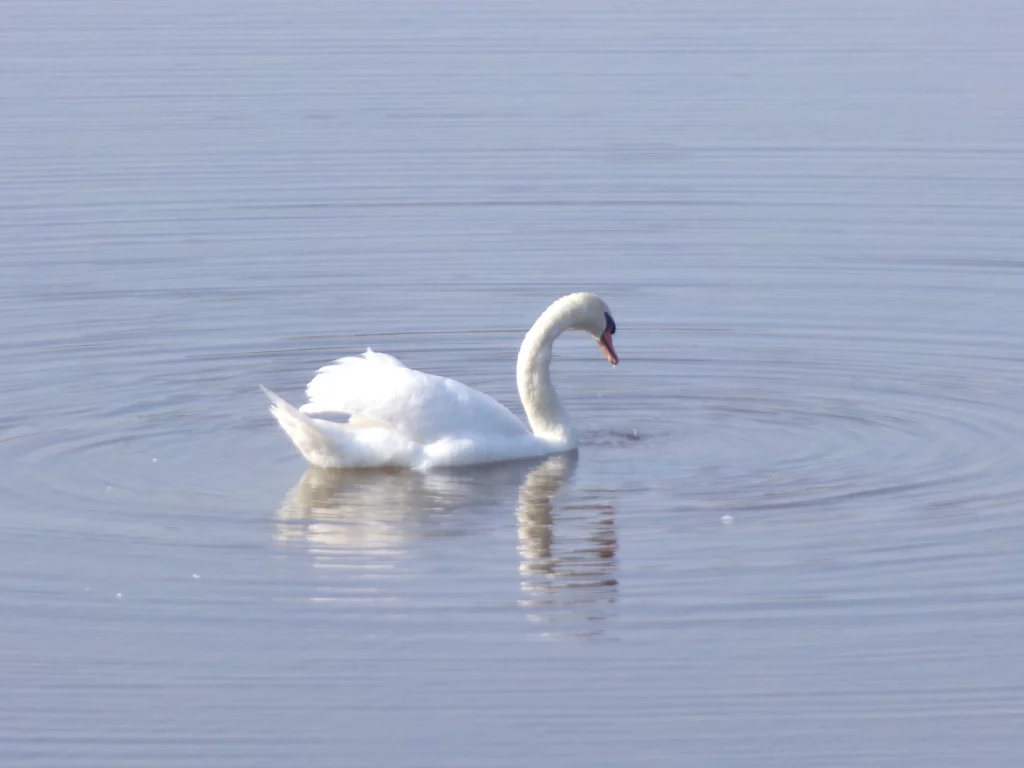 cygne sur l'eau