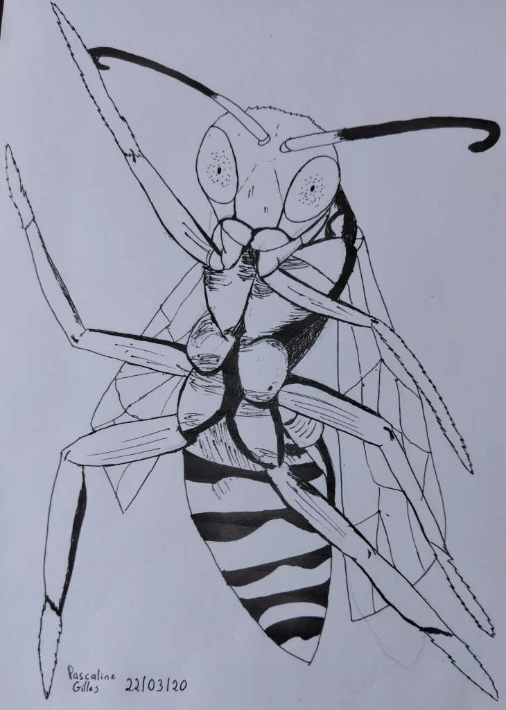 danse insecte