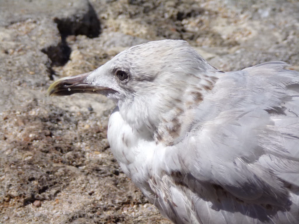 mouette